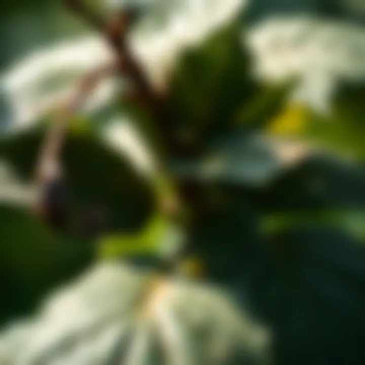 Close-up of a poisonous vine plant with intricate leaves