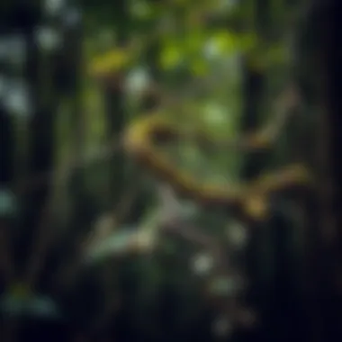 Illustration of ecological impacts caused by poisonous vines