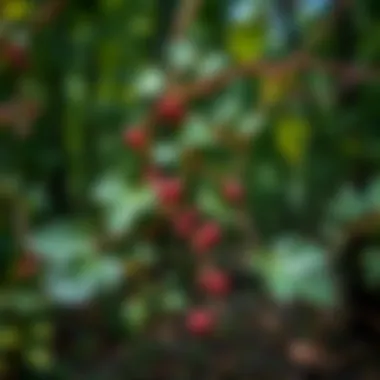 Identification guide highlighting poisonous vine characteristics