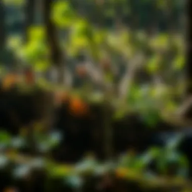 Diverse woodland ecosystem showcasing various plant species