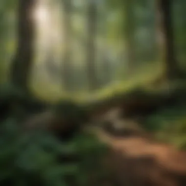 Vibrant flora of Daniel Boone Forest including rare species