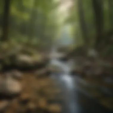 A serene creek flowing through the dense woods of Daniel Boone National Forest.