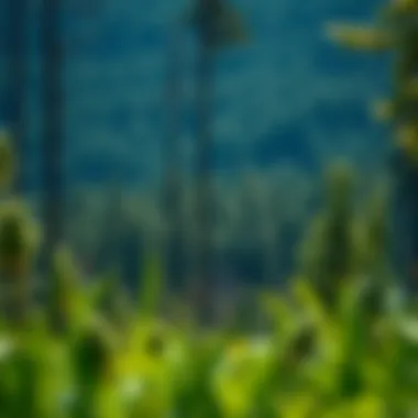 Serene landscape of a boreal forest demonstrating ecological balance