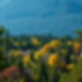 Temperate Forest Diversity Majestic view of a temperate forest showcasing diverse flora