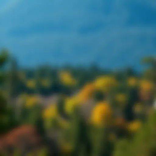 Temperate Forest Diversity Majestic view of a temperate forest showcasing diverse flora