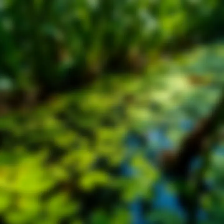 Ecological Role of Duckweed in Aquatic Systems Ecological benefits of duckweed in aquatic ecosystems