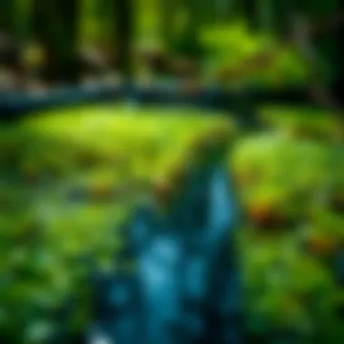 Duckweed-Integrated Water Filtration System Innovative filtration system incorporating duckweed for water purification