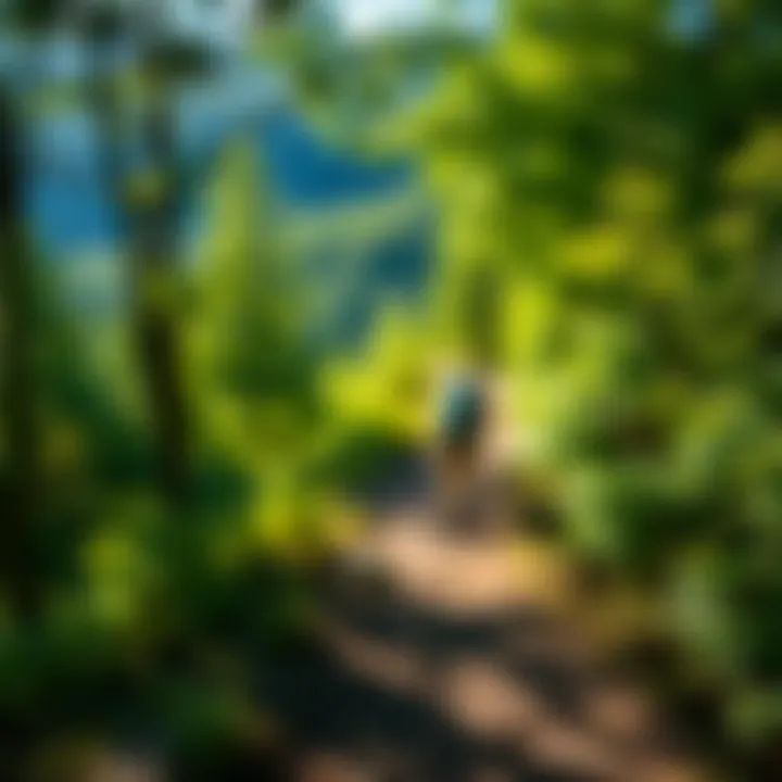 Hiking Through Lush Landscapes Vibrant hiking trail winding through lush greenery