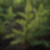 Close-up view of eastern red cedar seedlings showcasing their vibrant green foliage and unique growth patterns