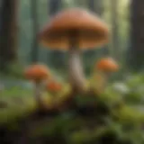 A vibrant collection of various edible mushrooms found in a backyard setting.