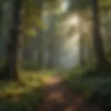 A serene forest landscape showcasing diverse flora