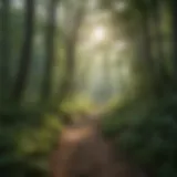 Lush green trails winding through Missouri woodlands