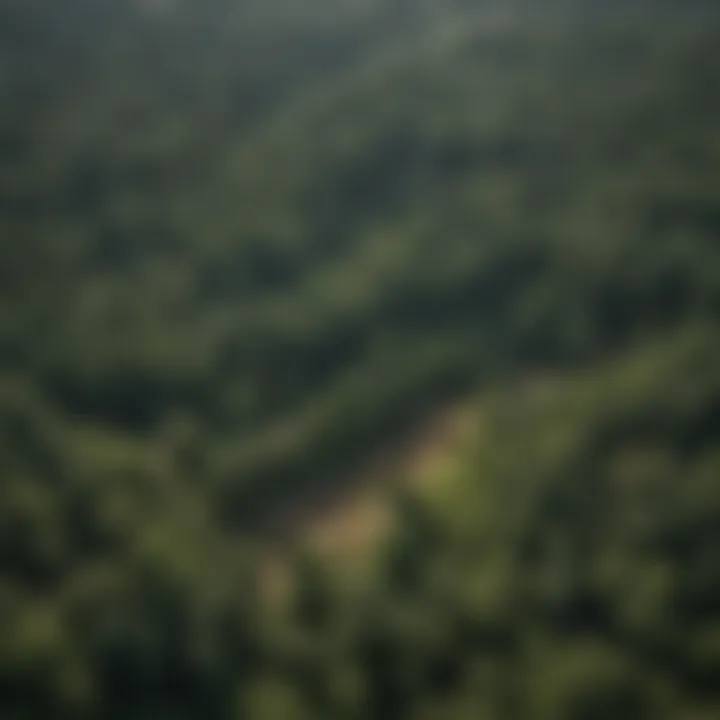 An aerial view of a sustainably managed forest highlighting clear demarcations of different forestry practices.