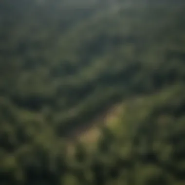 Sustainable Forestry Practices from Above An aerial view of a sustainably managed forest highlighting clear demarcations of different forestry practices.