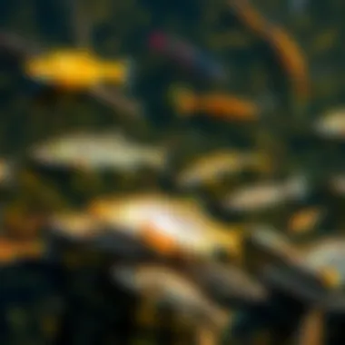 Diversity of Native Fish A variety of fish species found in the waters of Stanley