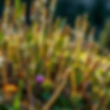 Diverse Flora of Flaming Gorge A close-up of diverse plant species found in Flaming Gorge's unique ecosystem.