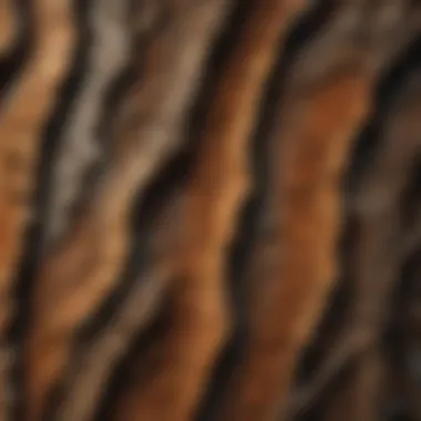 Close-up of intricate patterns in tree bark and forest floor, symbolizing ecological diversity