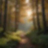 Lush forest landscape showcasing vibrant foliage and diverse plant life