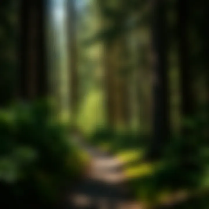 A lush forest trail surrounded by tall trees