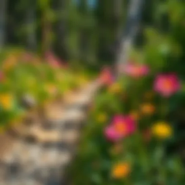 Wildflowers blooming along a hiking path