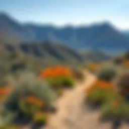 Stunning view of a desert trail with vibrant wildflowers