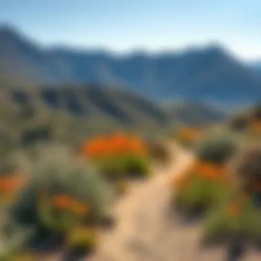 Vibrant Desert Trail Stunning view of a desert trail with vibrant wildflowers