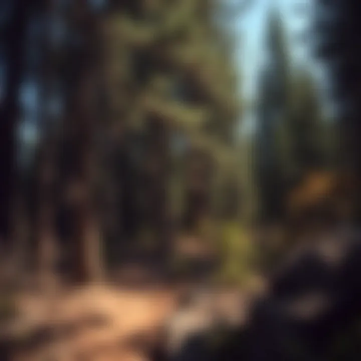 Serene Forest Path Tranquil forest trail surrounded by tall pines