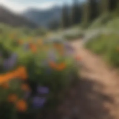 Wildflowers blooming along a hiking path