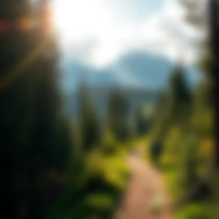 Scenic view of a hiking trail surrounded by lush forest