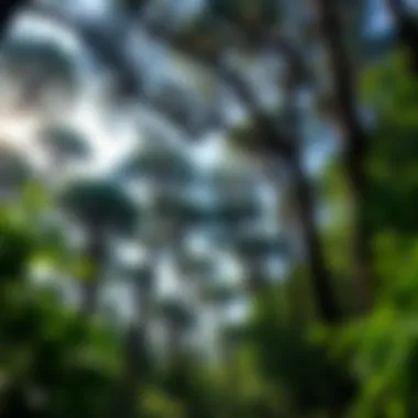 Thriving Ecosystem Under Horizon Timber Canopy A vibrant ecosystem thriving under the canopy of horizon timber trees, highlighting ecological balance.