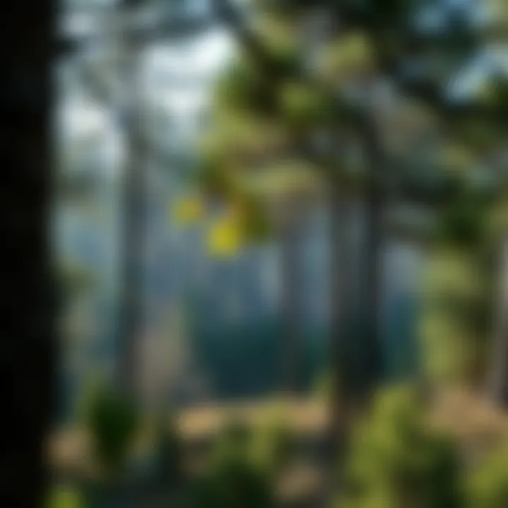 Diverse Tree Species in Sustainable Forestry A serene forest landscape showcasing diverse tree species representing sustainable forestry.