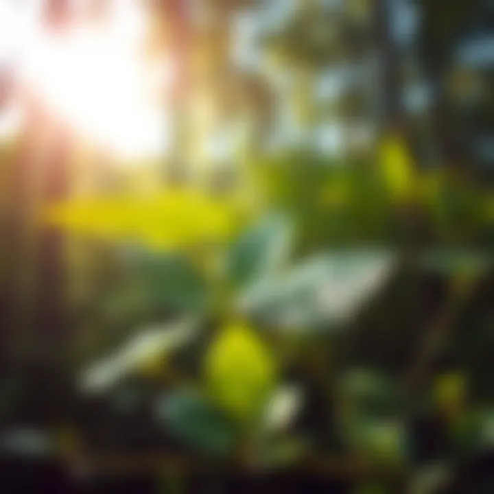 Diverse leaf shapes showcasing adaptation