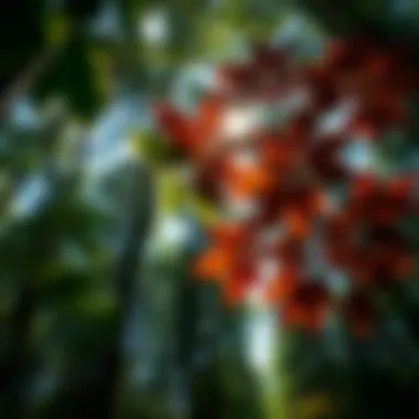 Forest canopy highlighting varying leaf types