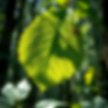 Illustration of leaf functions in ecosystem