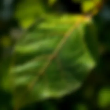 Close-up of leaf veins illustrating morphology