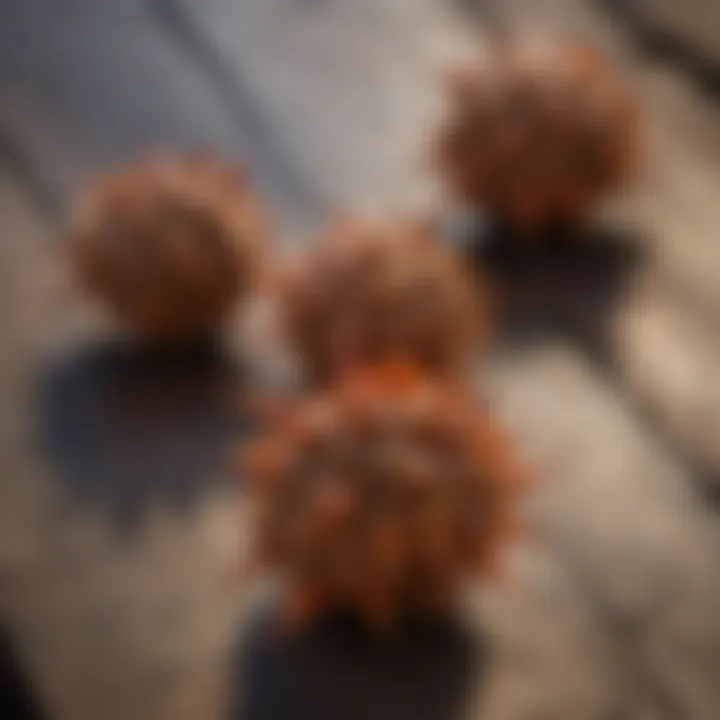 An artistic representation of the sweetgum tree's unique seed pods on a wooden surface.