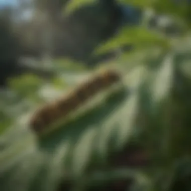 A close-up of a monarch caterpillar on a milkweed leaf, illustrating the life cycle.