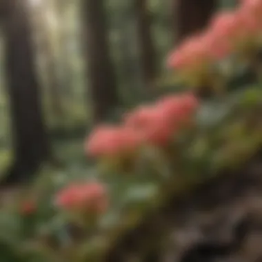 Close-up of Mount Baker's unique flora during spring bloom