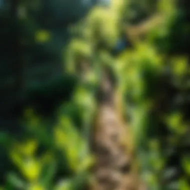 Lush greenery along the Mt. Ellinor Trail