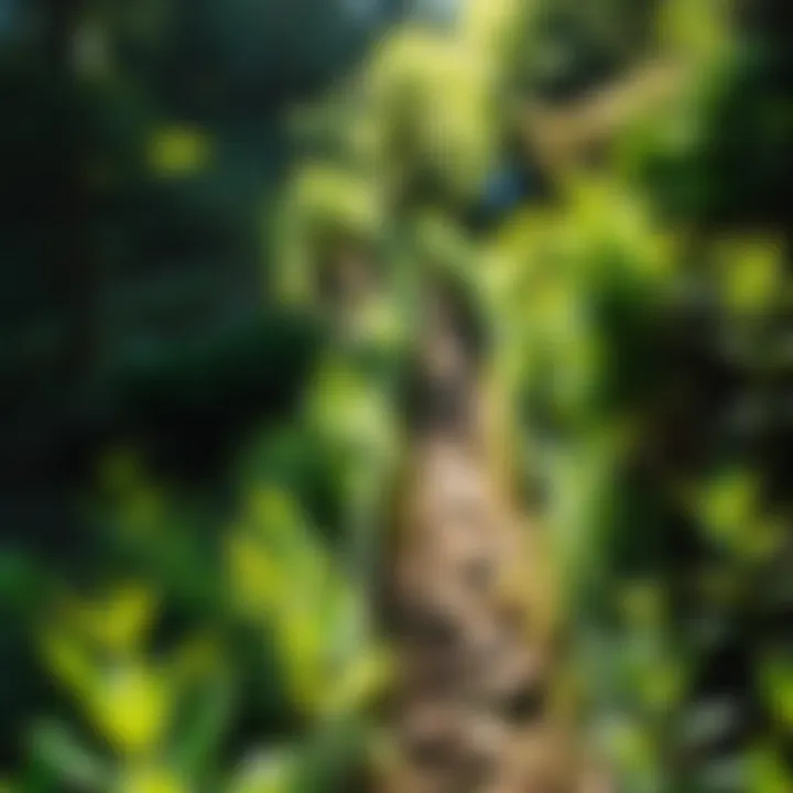 Lush greenery along the Mt. Ellinor Trail