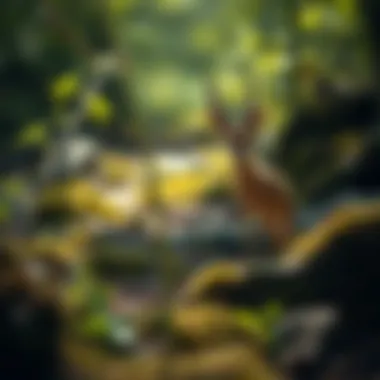 Local Wildlife in Myrtle Creek Wildlife native to Myrtle Creek, highlighting the area's biodiversity