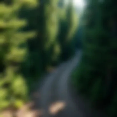 A winding off-road trail surrounded by lush forests