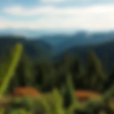 Panoramic view of Olympic National Park showcasing diverse terrain and lush vegetation