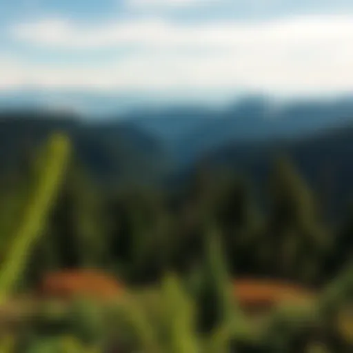 Panoramic view of Olympic National Park showcasing diverse terrain and lush vegetation