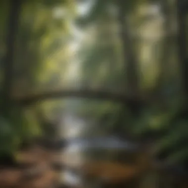 Serenity of Woodland Stream A stunning pedestrian bridge arching over a serene woodland stream