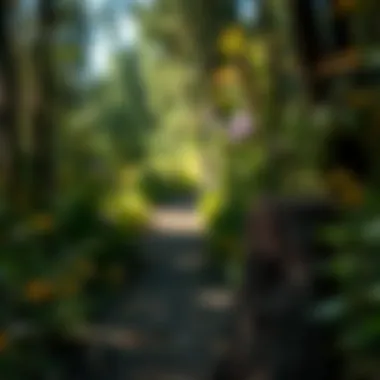 Flora Diversity on the Path Diverse flora observed on the hiking path