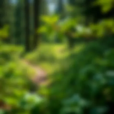 Lush Greenery of Perry Lake Hiking Trail Lush greenery along Perry Lake Hiking Trail