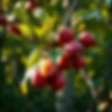 Ecological benefits of Prunus Americana in forest ecosystems