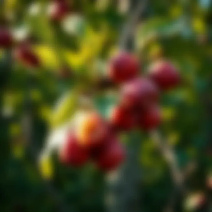 Ecological benefits of Prunus Americana in forest ecosystems