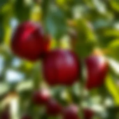 Close-up of American Plum fruit on the tree